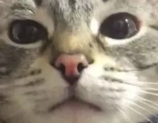 🌟 bc1115ba cat, animal, pet, mammal, domestic cat, close-up whatsapp sticker