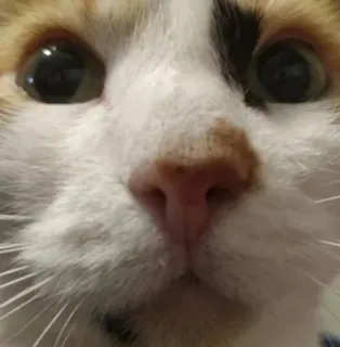 🌟 c8867244 cat, pet, animal, domestic cat, cute, close-up whatsapp sticker