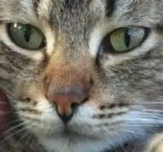 🌟 ca2ab131 cat, animal, feline, pet, domestic cat, face, portrait whatsapp sticker