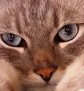 🌟 cdac0443 cat, animal, pet, domestic cat, close up, blue eyes, feline, mammal whatsapp sticker