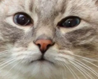 🌟 cefbd15a cat, animal, pet, face, domestic cat whatsapp sticker