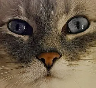 🌟 d294d9a6 cat, animal, domestic animal, pet whatsapp sticker