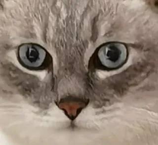 🌟 d63d2881 cat, kitten, pet, animal, cute, feline, domestic cat, face whatsapp sticker