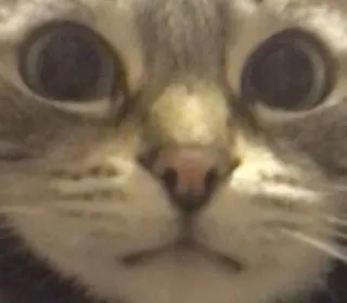 🌟 de912122 cat, animal, pet, domestic animal, cute, feline whatsapp sticker