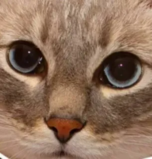 🌟 df189a8a cat, animal, pet, face, eyes, close-up whatsapp sticker