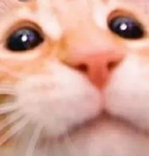 🌟 e9a0b367 cat, pet, animal, close-up, feline, domestic cat whatsapp sticker