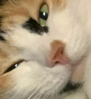 🌟 e9b89608 cat, calico, pet, animal, mammal, feline whatsapp sticker