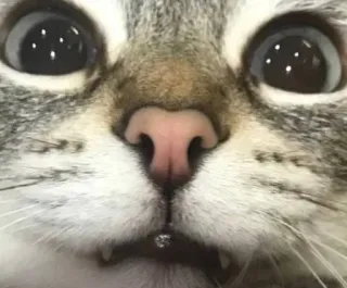 🌟 f03d2878 cat, animal, pet, close-up, cute, feline, domestic whatsapp sticker