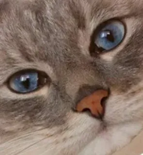 🌟 f2802b38 cat, animal, pet, blue eyes, cute, domestic cat, feline whatsapp sticker