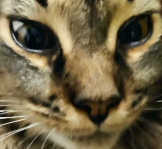 🌟 f4a4d041 cat, animal, pet, mammal, domestic cat, feline whatsapp sticker