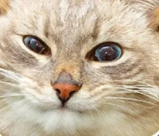 🌟 f7666811 cat, animal, pet, domestic animal, mammal whatsapp sticker