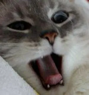 🌟 f88ffc6e cat, animal, pet, feline, yawning, domestic cat whatsapp sticker