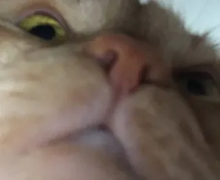 🌟 f9f3ca76 cat, animal, pet, orange cat, mammal, feline whatsapp sticker