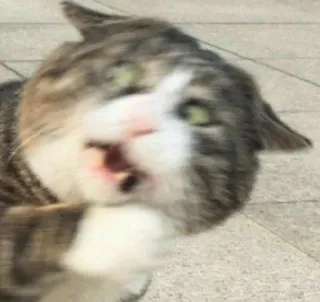 🎥 10d9af6c แมว, มีม, ตลก, สัตว์, แมวตกใจ whatsapp sticker