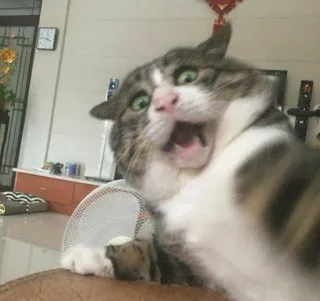 🎥 257de8c1 แมว, กลัว, ตลก, สัตว์, ตกใจ, สัตว์เลี้ยง whatsapp sticker