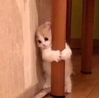 🥺 26886fd3 แมว, ลูกแมว, น่ารัก, สัตว์, สัตว์เลี้ยง, เล็ก whatsapp sticker