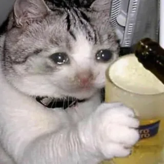 🎥 59dbaec2 แมว, มีม, ร้องไห้, ดื่ม, แอลกอฮอล์, เศร้า, ตลก whatsapp sticker