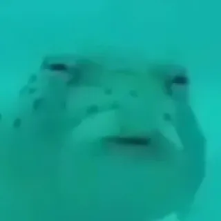 🐡 6e381fca ปลา, ใต้น้ำ, สัตว์, ทะเล, มหาสมุทร whatsapp sticker