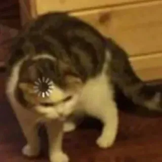 😾 7e5cf43d แมว, กำลังโหลด, ข้อผิดพลาด, ตลก, อินเทอร์เน็ต whatsapp sticker