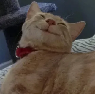 😆 96b932be แมว, สัตว์เลี้ยง, สัตว์, แมวบ้าน, แมวสีส้ม whatsapp sticker