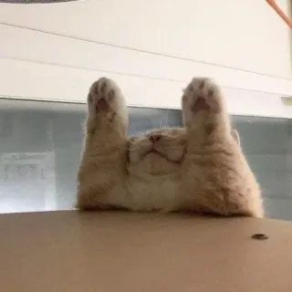 😾 99ad77ad แมว, ลูกแมว, สัตว์, น่ารัก, สัตว์เลี้ยง, นอนหลับ whatsapp sticker