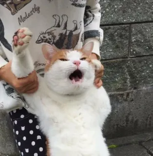 😾 a0e6c14e แมว, สัตว์, ตลก, สัตว์เลี้ยง, สัตว์เลี้ยงลูกด้วยนม, สัตว์เลี้ยง whatsapp sticker