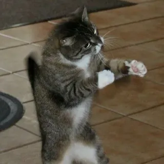 🧩 b52ebc6f แมว, สัตว์, ตลก, สัตว์เลี้ยง, สัตว์เลี้ยง, น่ารัก, ขี้เล่น whatsapp sticker