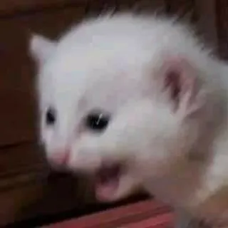 🎥 ea32e6b0 แมว, ลูกแมว, สัตว์, มีม, สัตว์เลี้ยง, ตลก whatsapp sticker