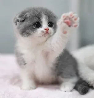 🌟 2a5cb5bc 小猫, 猫, 可爱, 动物, 宠物, 灰色和白色, 苏格兰折耳猫, 抬爪 telegram sticker