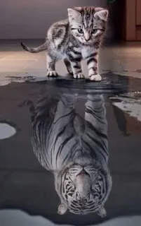 🌟 3ee5f7a8 猫, 小猫, 老虎, 倒影, 动物, 力量, 梦 telegram sticker