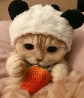 🌟 414f994f 猫, 小猫, 草莓, 动物, 可爱, 宠物, 帽子, 迷人 telegram sticker
