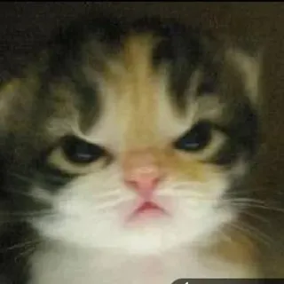 🌟 49b5a642 猫, 小猫, 生气, 暴躁, 宠物, 动物, 猫科 telegram sticker