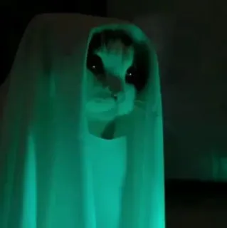 🌟 9af5ccb5 猫, 鬼, 万圣节, 动物, 宠物, 服装, 可爱, 搞笑 telegram sticker