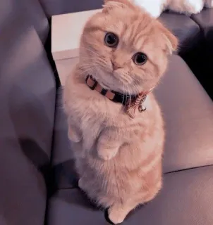 🌟 aa174022 猫, 小猫, 可爱, 动物, 宠物, 苏格兰折耳猫, 家猫, 迷人 telegram sticker