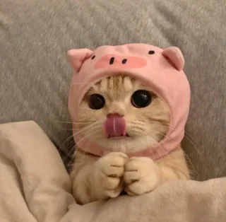 🌟 f369d99f 猫, 小猫, 可爱, 动物, 宠物, 猪帽子, 可爱 telegram sticker