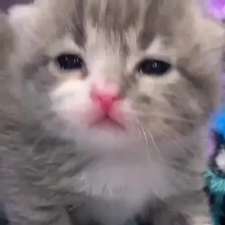 🌟 fb0f6818 小猫, 猫, 可爱, 动物, 宠物 telegram sticker