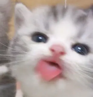 🌟 fc23e9f8 小猫, 猫, 可爱, 动物, 宠物, 舌头, 迷人, 搞笑 telegram sticker