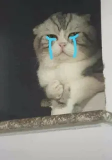 ‼️ 86429811 kot, smutny, płaczący, kociak, zwierzę telegram sticker