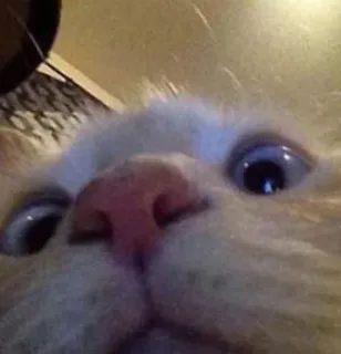 🤨 060af58b gato, animal, mascota, primer plano, lindo telegram sticker