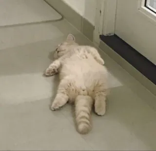 😪 722ab47b gato, durmiendo, animal, mascota, lindo, perezoso, animal doméstico telegram sticker