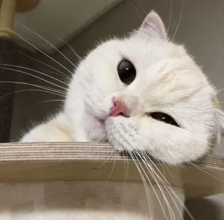 😕 74bfbf20 gato, lindo, animal, mascota, gato blanco, gato doméstico, gatito telegram sticker