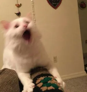 😲 9891bc38 gato, bostezando, gato blanco, mascota, animal telegram sticker