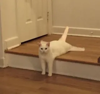 😅 b8edd9ec gato, gato blanco, animal, lindo, mascota, animal doméstico telegram sticker