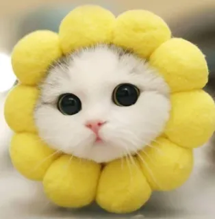 🌼 bdfd79c2 gato, gatito, flor, lindo, mascota, animal, girasol, kawaii telegram sticker