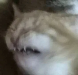 😱 d3075ab4 gato, animal, felino, dormilón, dientes telegram sticker