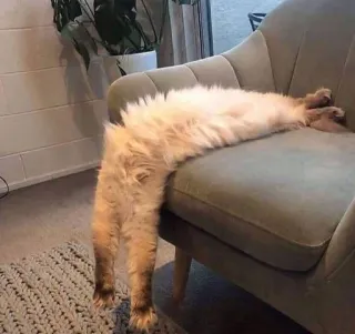 😓 e4204ea3 gato, silla, perezoso, estirado, gracioso, mascota, animal telegram sticker