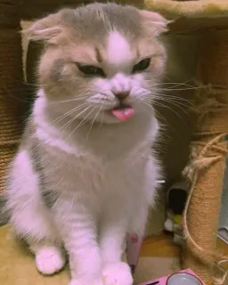 😜 3b33a9f2 고양이, 동물, 애완동물, 혀, 웃긴, 귀여운 telegram sticker