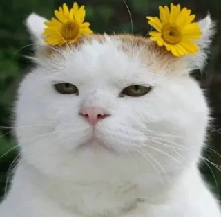 👌 7333bc3f 고양이, 새끼 고양이, 꽃, 귀여운, 동물, 애완 동물 telegram sticker