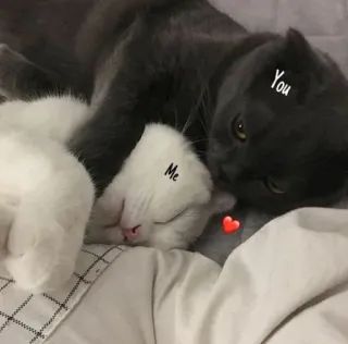 💘 78ad5037 Me You 고양이, 사랑, 귀여운, 동물, 애완 동물 telegram sticker
