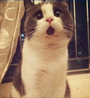 😲 79c48db0 고양이, 놀란, 동물, 애완동물, 웃긴, 귀여운, 충격받은 telegram sticker